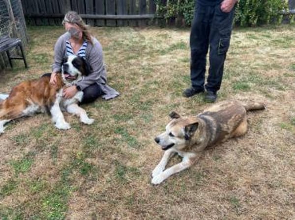 Menschenbezogene Rua sucht Zuhause