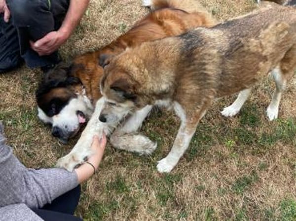 Menschenbezogene Rua sucht Zuhause