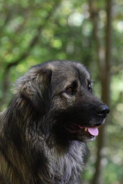 Gino sucht sein Glück ...