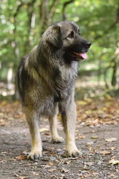 Gino sucht sein Glück ...