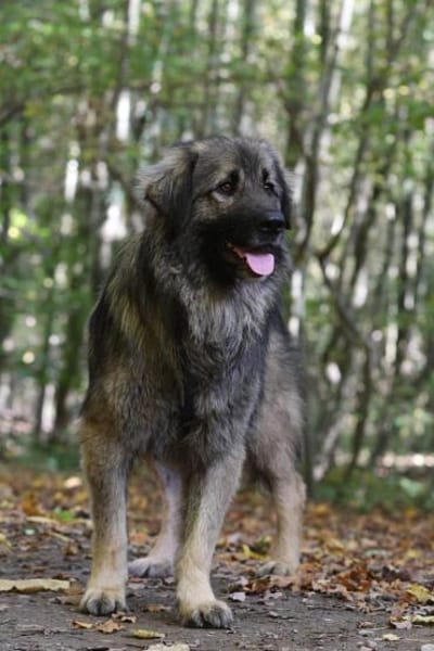 Gino sucht sein Glück ...