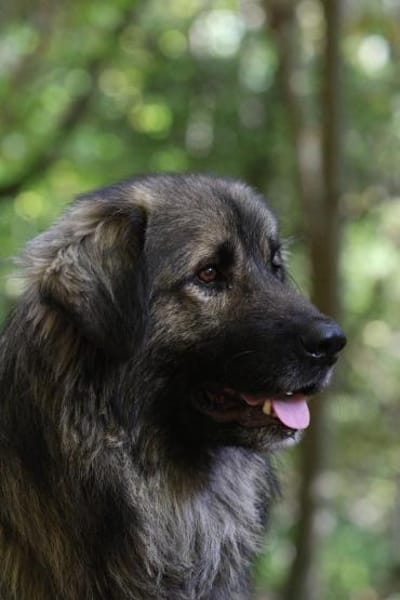 Gino sucht sein Glück ...