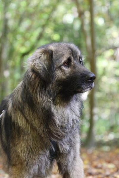 Gino sucht sein Glück ...