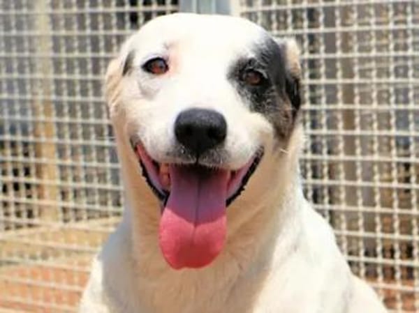 SARRALA - auf Pflegestelle in NRW