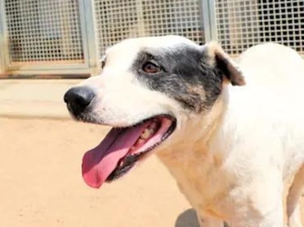 SARRALA - auf Pflegestelle in NRW