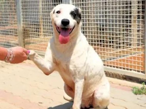 SARRALA - auf Pflegestelle in NRW