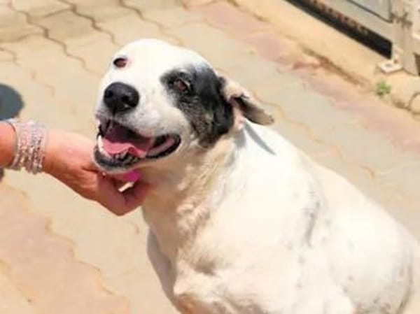 SARRALA - auf Pflegestelle in NRW