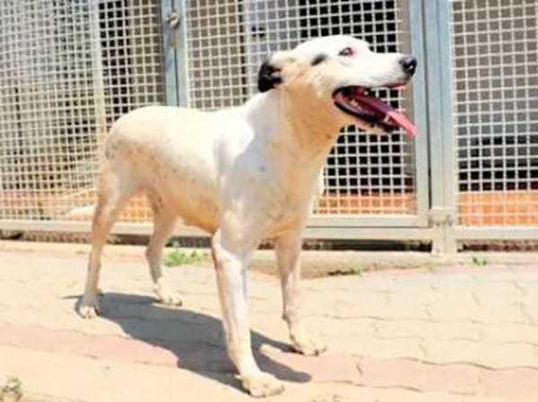 SARRALA - auf Pflegestelle in NRW