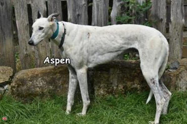 ASPEN