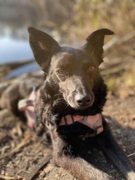 💜 JOY 💜  AUF PS IN DEUTSCHLAND!