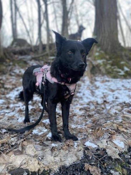 💜 JOY 💜  AUF PS IN DEUTSCHLAND!