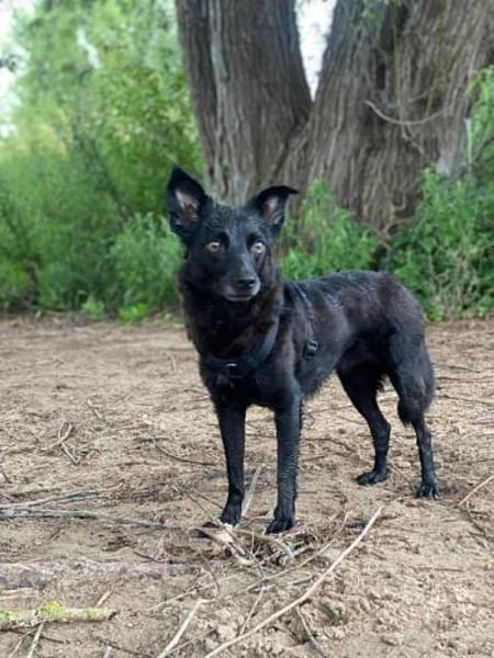 💜 JOY 💜  AUF PS IN DEUTSCHLAND!