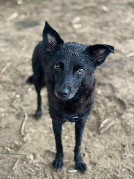 💜 JOY 💜  AUF PS IN DEUTSCHLAND!