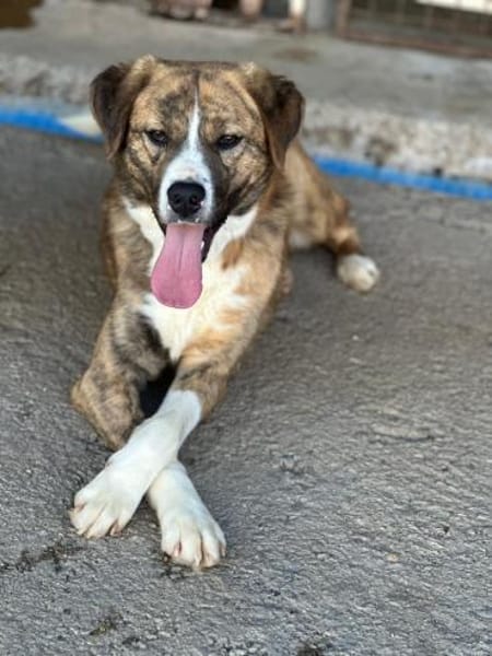 toller Tierschutzrüde, Bowie sucht ES