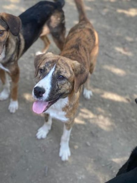 toller Tierschutzrüde, Bowie sucht ES