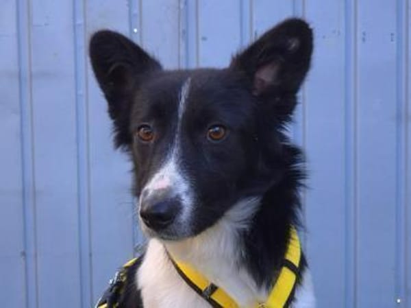 Suleika ❤ herzliche sanfte Seele