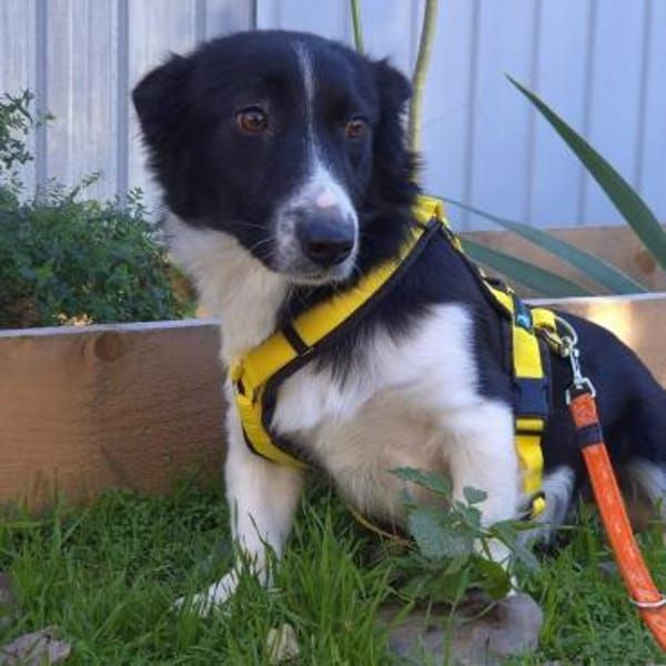 Suleika ❤ herzliche sanfte Seele