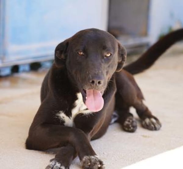 Franklin, Notfall in Deutschland