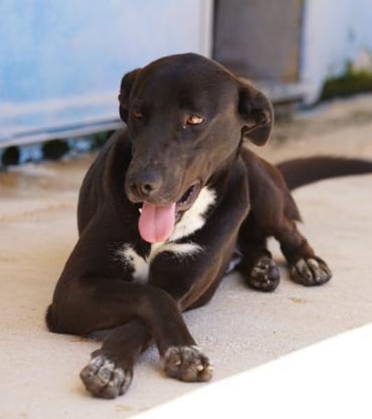 Franklin, Notfall in Deutschland