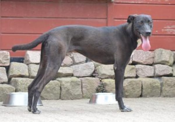 Franklin, Notfall in Deutschland