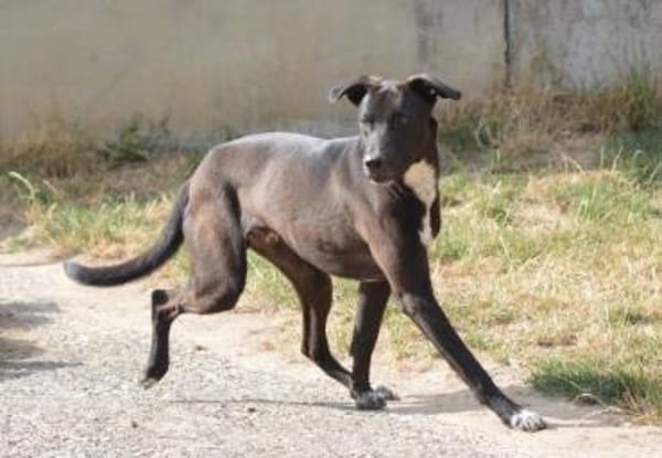 Franklin, Notfall in Deutschland