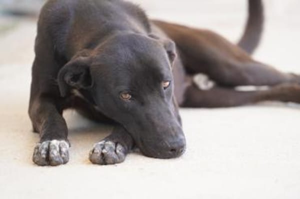 Franklin, Notfall in Deutschland