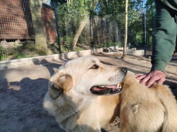 Fröhlicher, freundlicher Fermin sucht