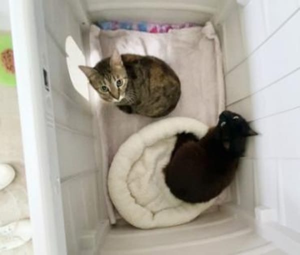 Anhängliche Katzenmädchen Phoebe & Mimi