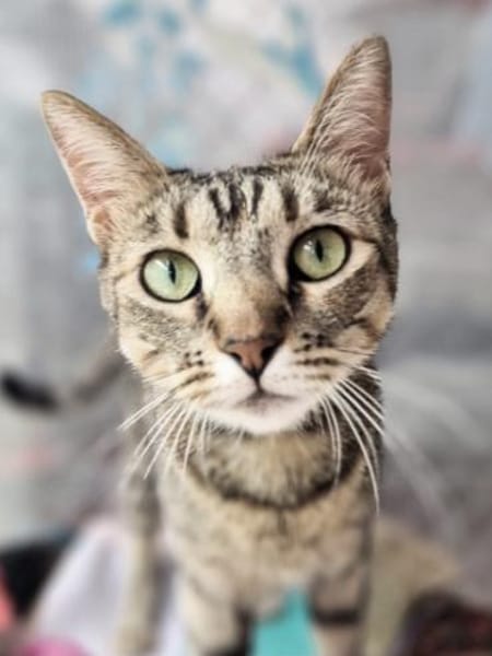 Anhängliche Katzenmädchen Phoebe & Mimi