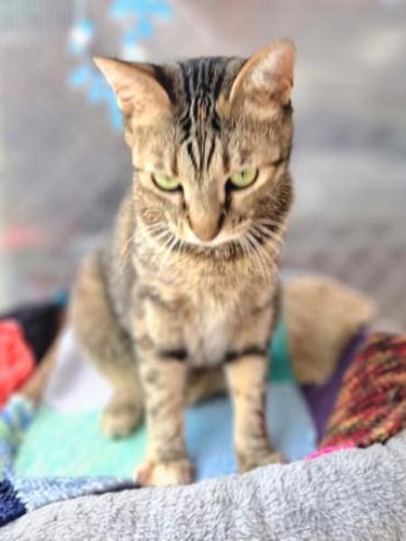 Anhängliche Katzenmädchen Phoebe & Mimi