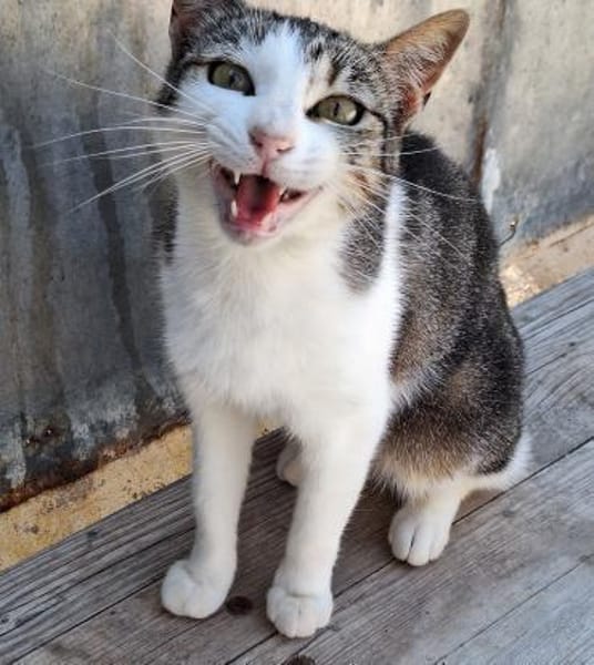 Lebensfrohe Katze Miteka