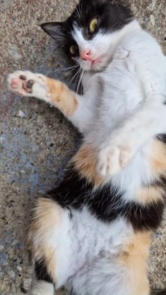 Junge Katze mit Charakter .... Mia