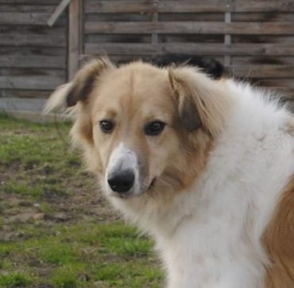 NOAH - sanfter Rüde