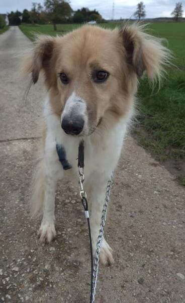 NOAH - sanfter Rüde