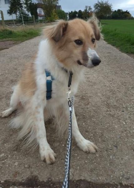 NOAH - sanfter Rüde