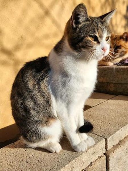 Süße, fröhliche Katze Ashley