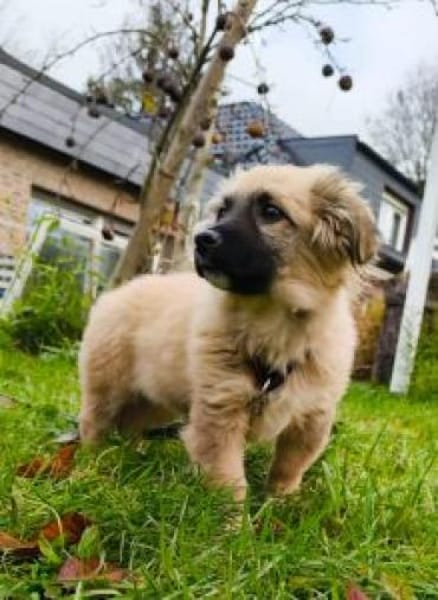 Sam 26 cm (Nov 25) Pflegestelle