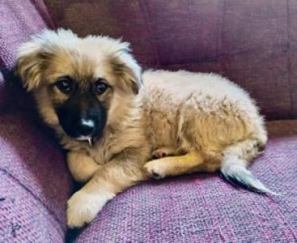 Sam 26 cm (Nov 25) Pflegestelle