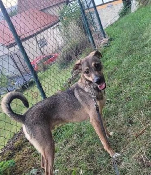 NERO voller Hoffnung 🆘🆘🆘