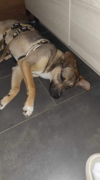 NERO voller Hoffnung 🆘🆘🆘