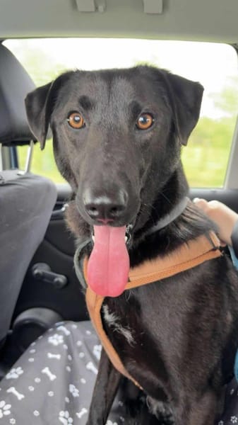 LINUS, unsicherer Schatz sucht Zuhause!