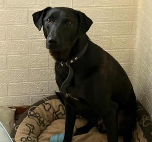 LINUS, unsicherer Schatz sucht Zuhause!