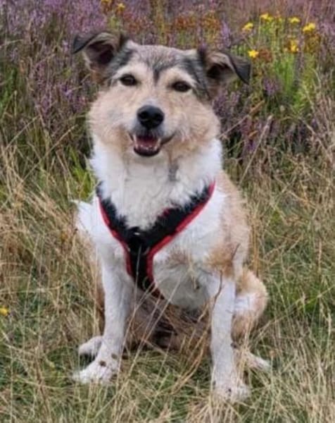 Holli &Pepper in 29683 Bad Fallingbostel