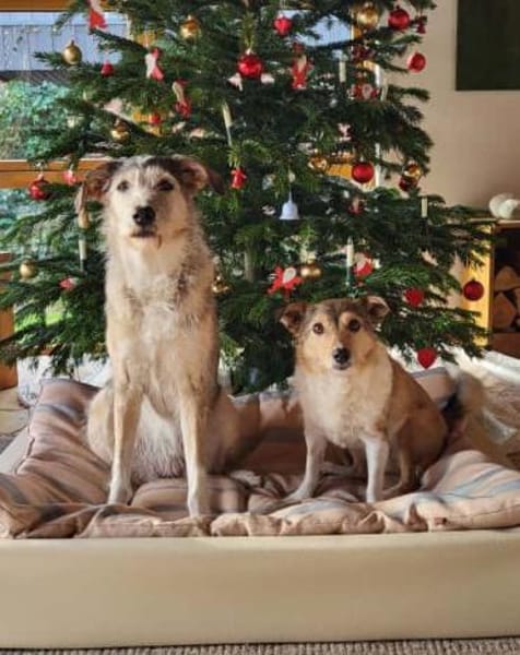 Holli &Pepper in 29683 Bad Fallingbostel