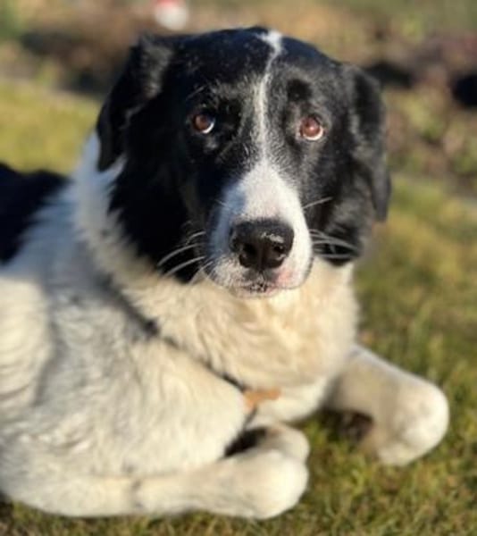 Hendrik, geb. ca 07/2020, 86660 Tapfheim