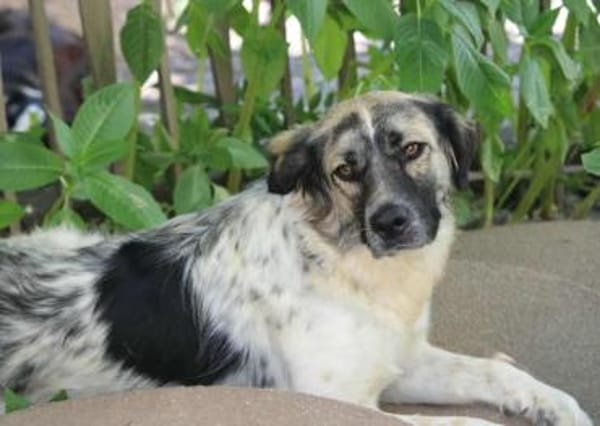 Netti, Pflegestelle in Hessen