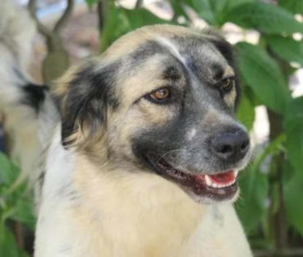 Netti, Pflegestelle in Hessen