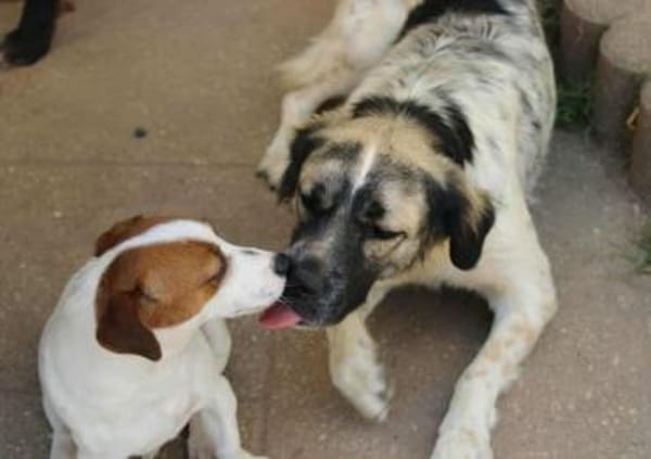 Netti, Pflegestelle in Hessen