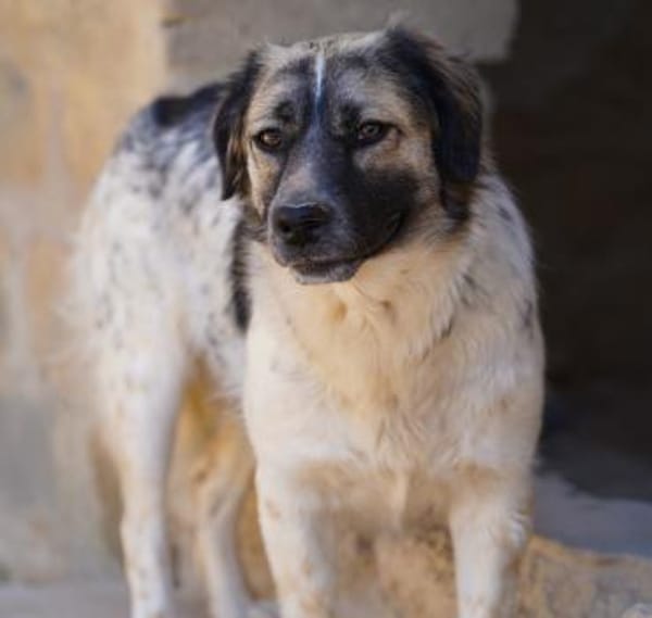 Netti, Pflegestelle in Hessen