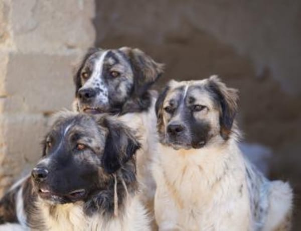 Netti, Pflegestelle in Hessen